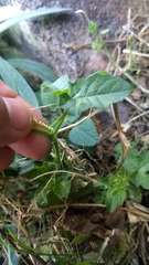 Passiflora bryonioides