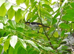 Yellow-Backed Tanager photo 2