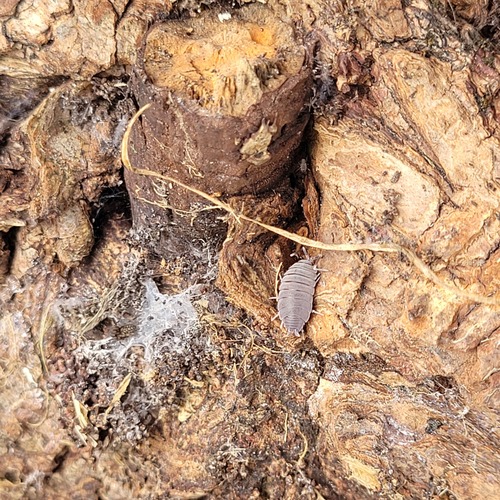 Powder Blue Isopod, Christchurch including Banks Peninsula, Canterbury, New Zealand, photo 5 of 10