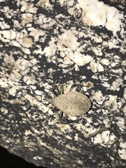 Triatoma rubida