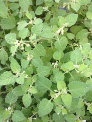 Solanum sarrachoides