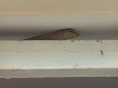 Anolis cristatellus cristatellus