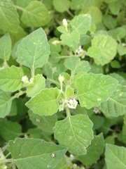 Solanum sarrachoides