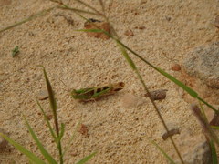 Oedaleus senegalensis