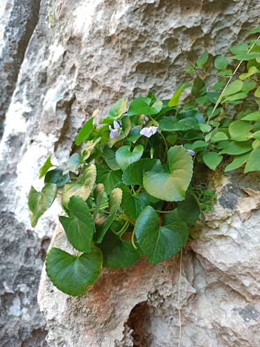 Image of Viola jaubertiana by (c) Niko Ioannidis, some rights reserved (CC BY)