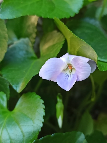 Image of Viola jaubertiana by (c) Niko Ioannidis, some rights reserved (CC BY)
