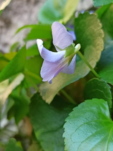 Image of Viola jaubertiana by (c) Niko Ioannidis, some rights reserved (CC BY)