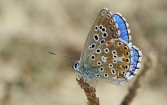 Polyommatus bellargus