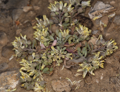 King's Bladderpod (Physaria kingii)