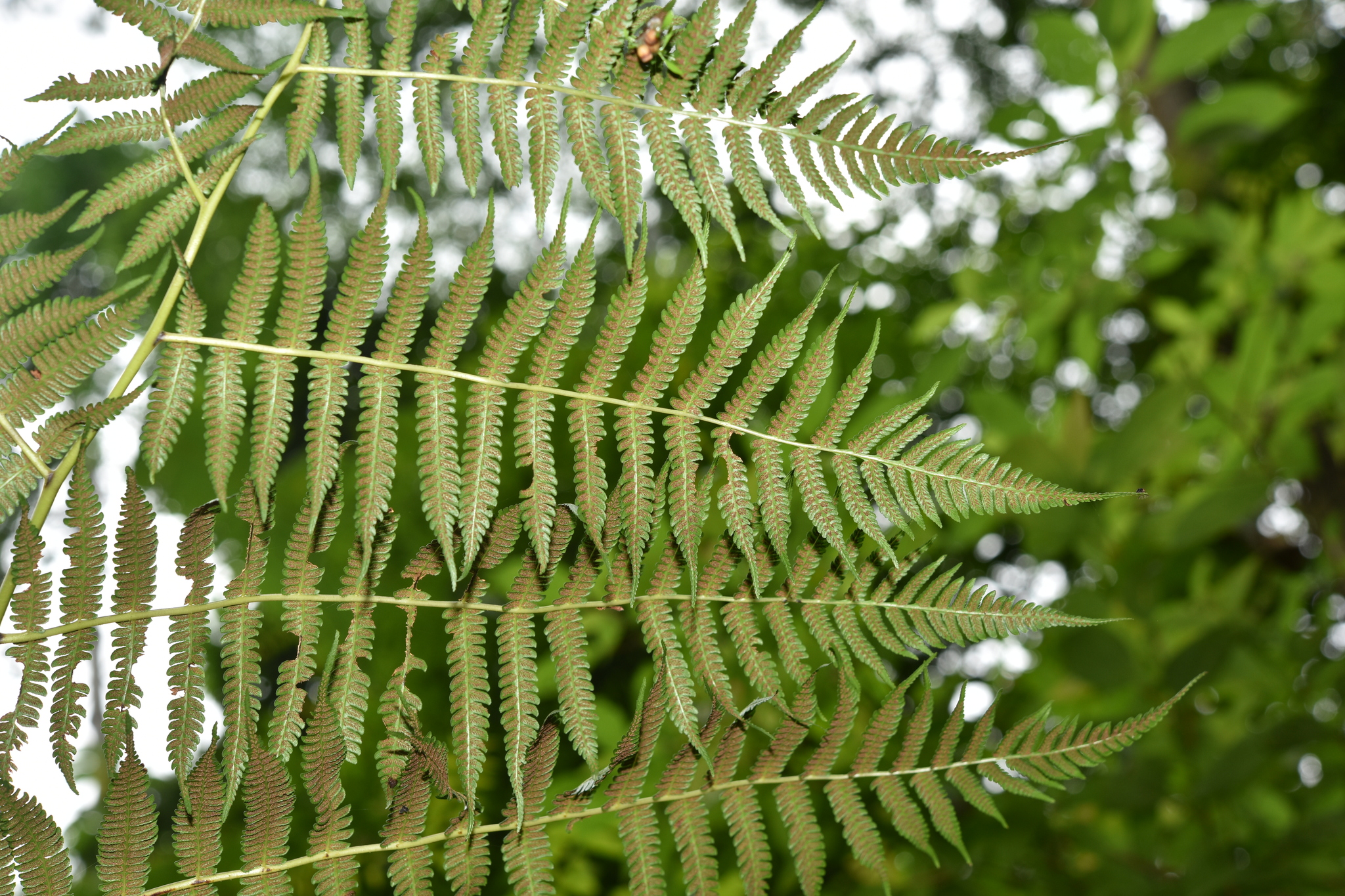 Diplazium polypodioides Blume