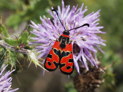 Chalk Burnet, photo 9 of 10