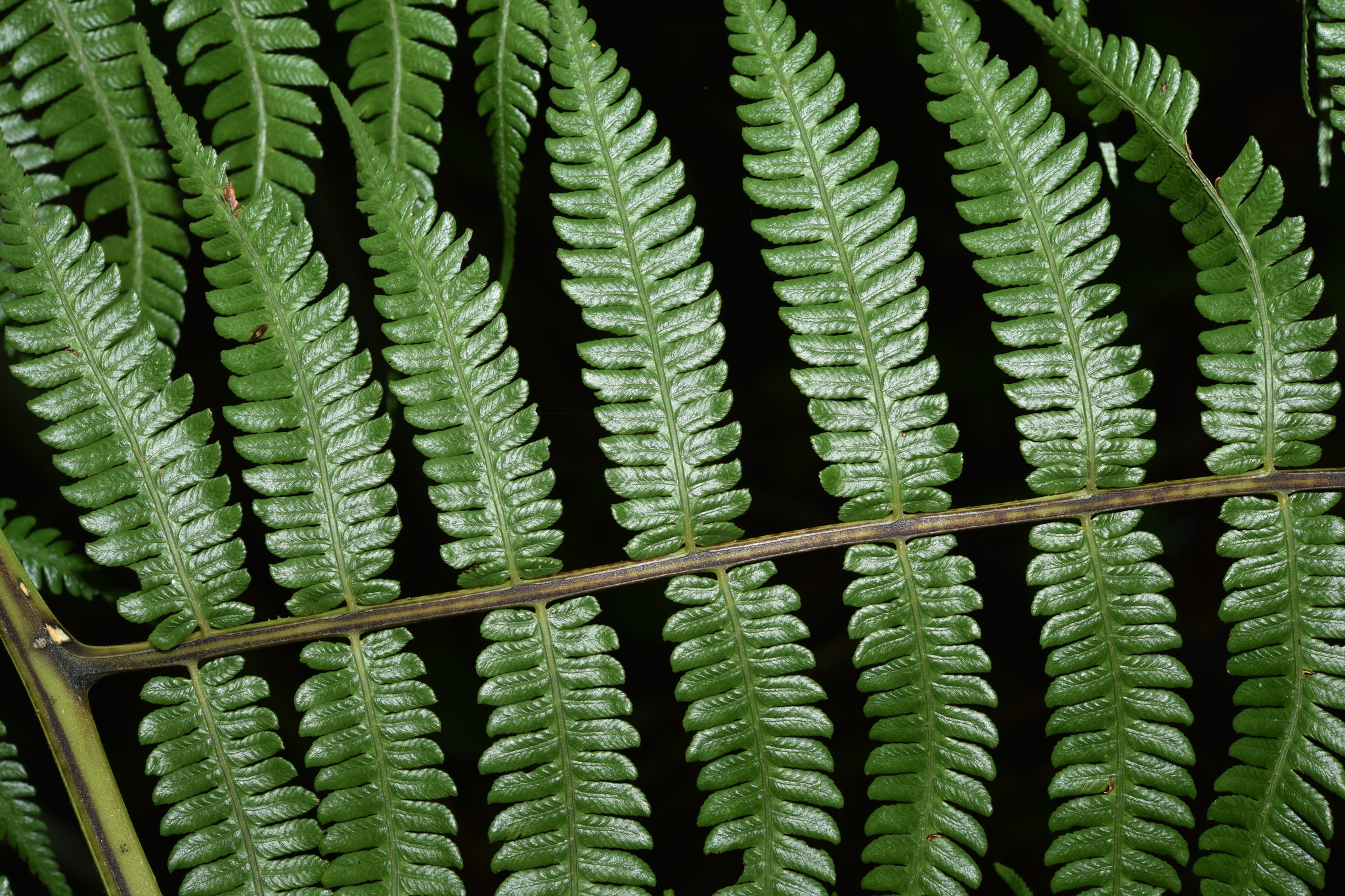 Diplazium polypodioides Blume