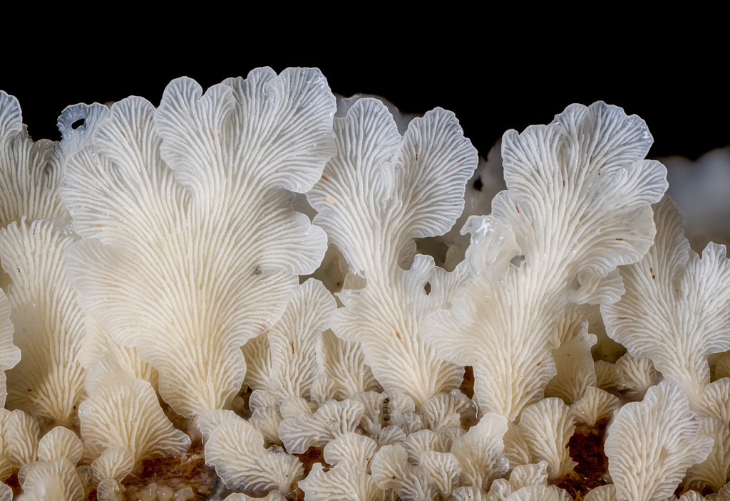 Lentinus copulatus · March 2023 · photo: © alan_rockefeller (iNaturalist, cc-by-sa)