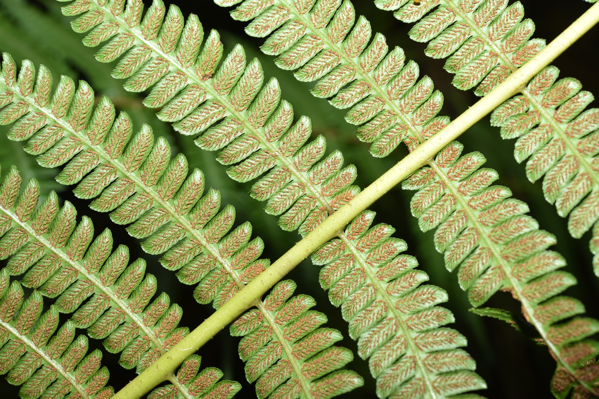 Diplazium polypodioides Blume