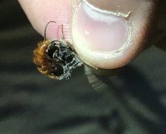 Sphaeropthalma marpesia