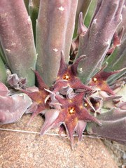 Stapelia rufa