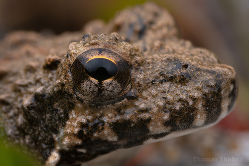 Blanchard's Cricket Frog photographed in Oklahoma