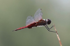 Tramea insularis