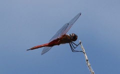 Tramea insularis