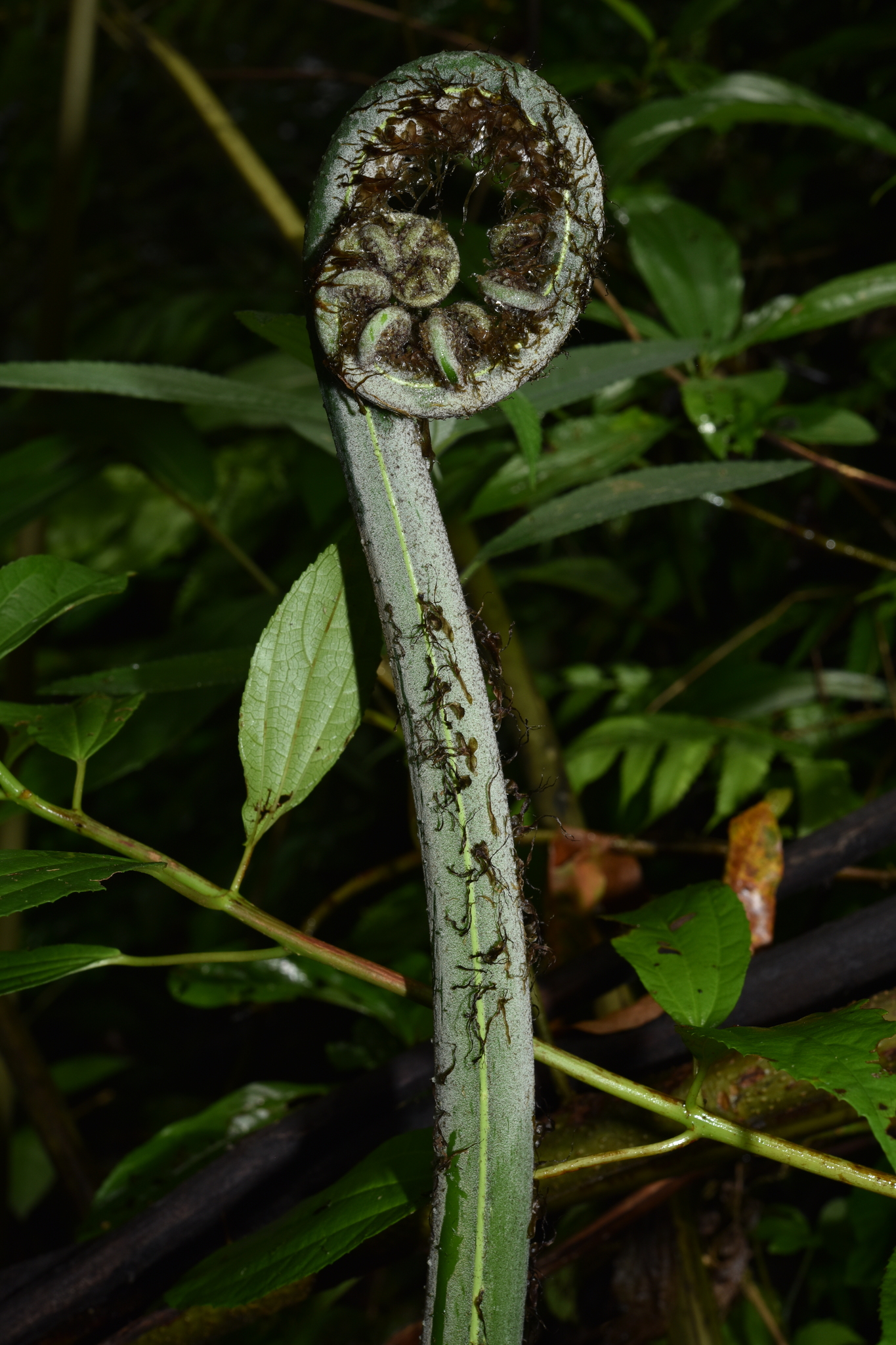 Diplazium polypodioides Blume