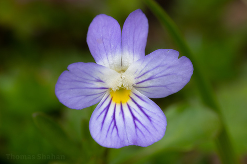 American field pansy