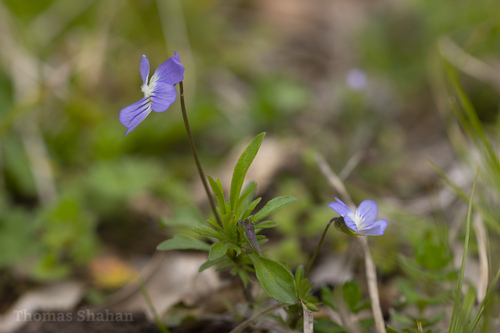 American field pansy