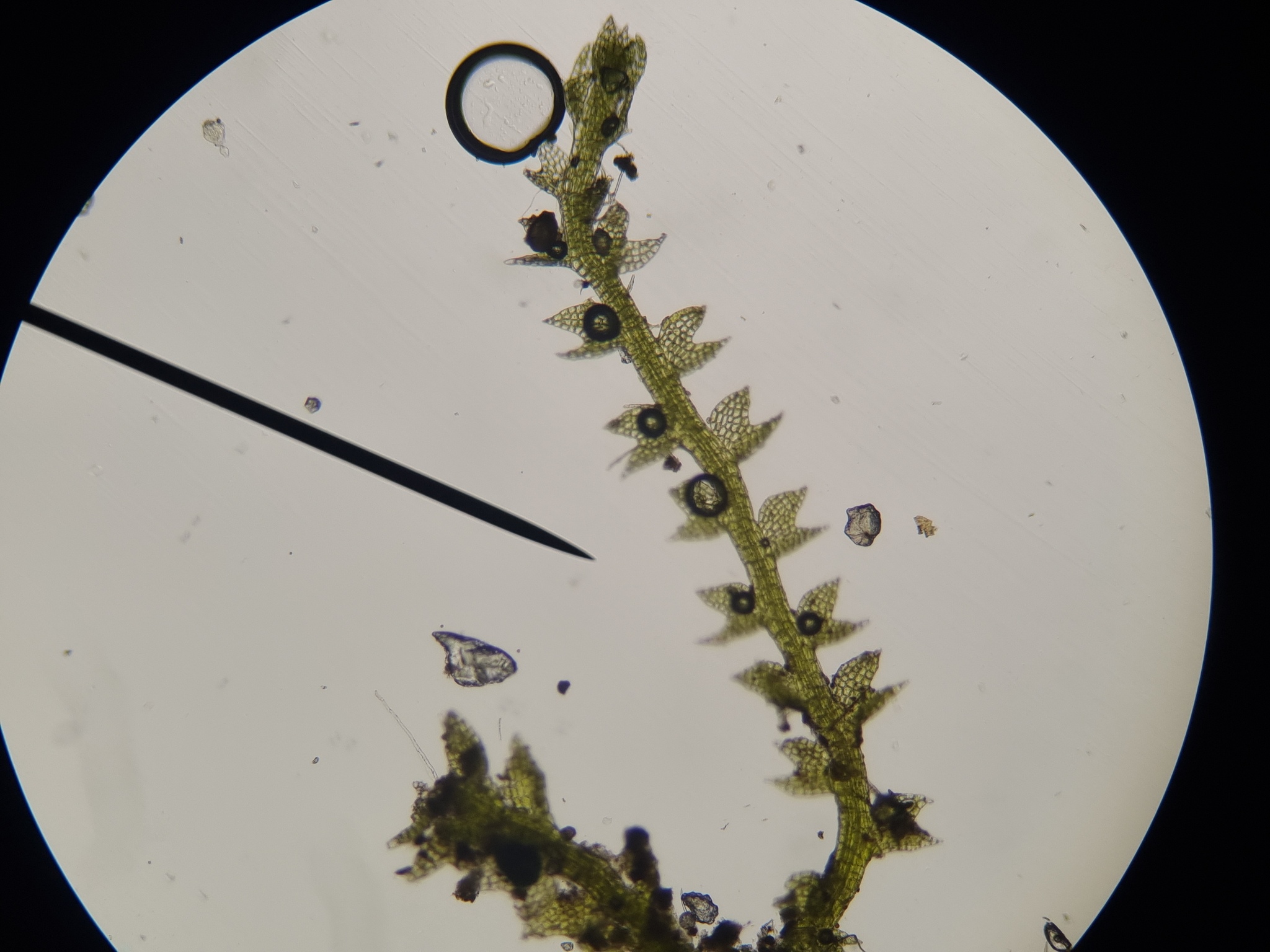 Cephalozia