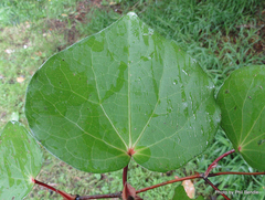 Piper excelsum excelsum