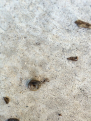 Zonitidae