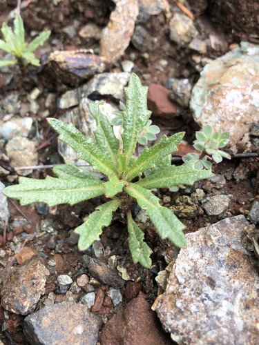 Bristly Jewelflower seedling