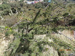 Vachellia schaffneri