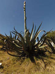 Agave salmiana salmiana