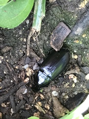 Aztecarpalus schaefferi