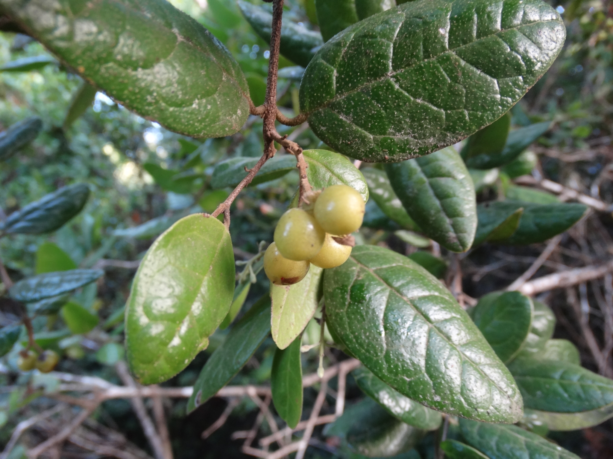 Peumus boldus Molina