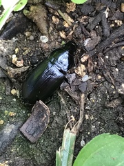 Aztecarpalus schaefferi