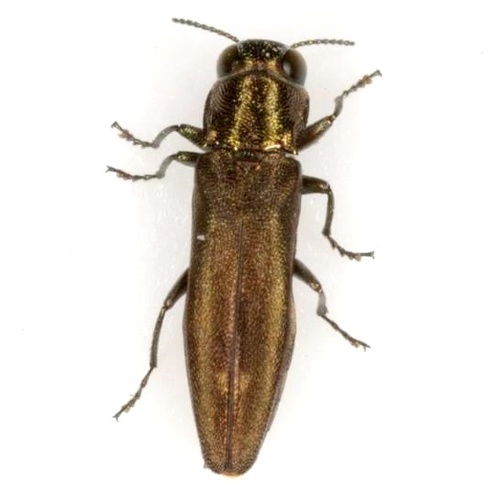 Agrilus neoprosopidus