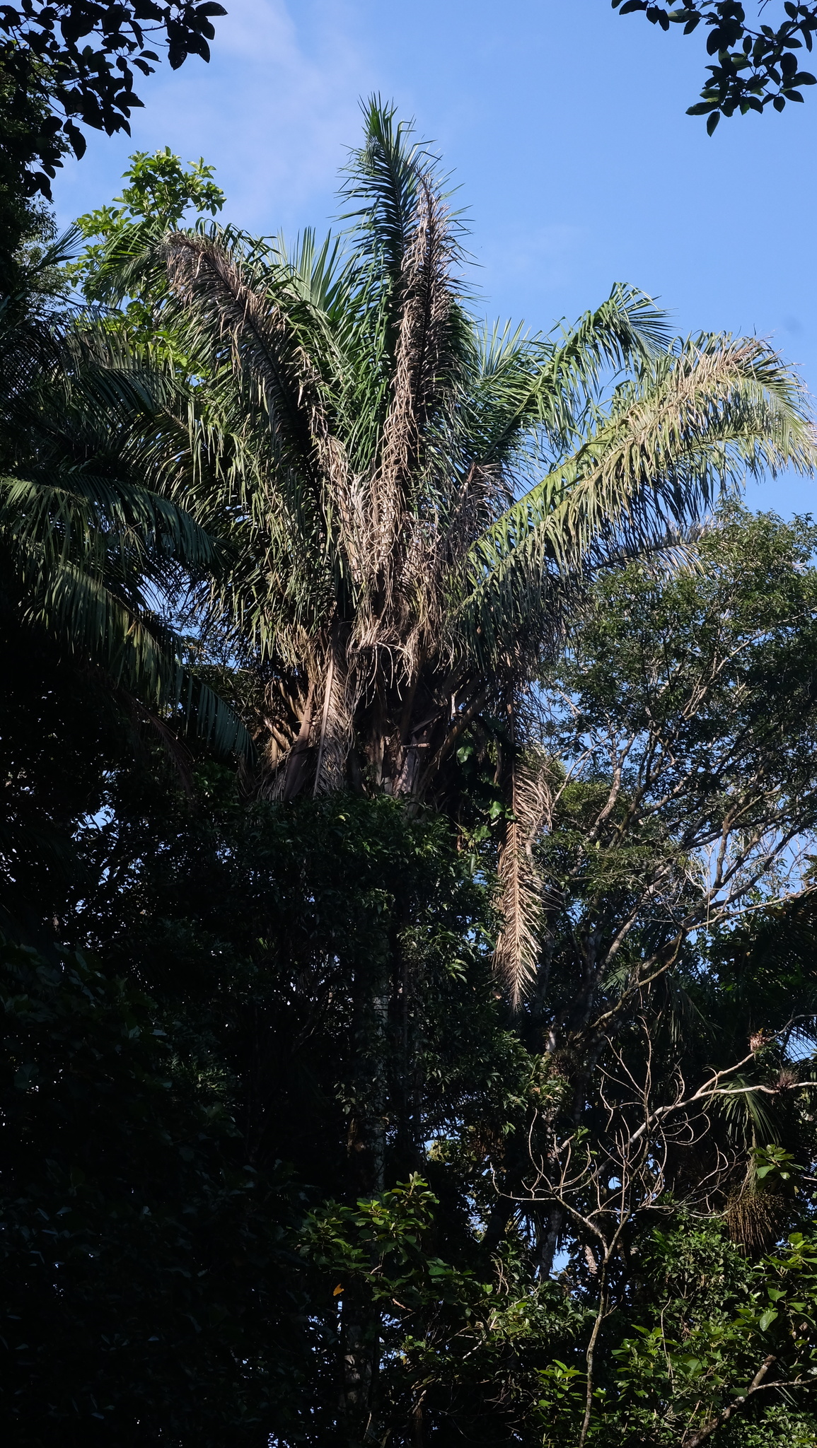 Attalea dubia