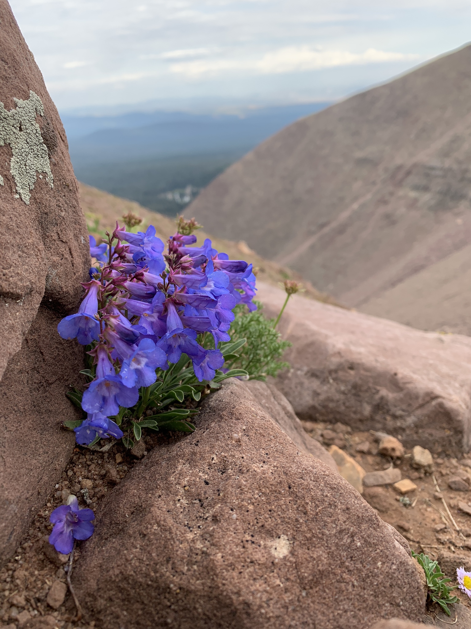 Penstemon uintahensis