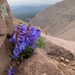 Uinta Mountain Beardtongue - Photo (c) Zach Coury, some rights reserved (CC BY-NC), uploaded by Zach Coury