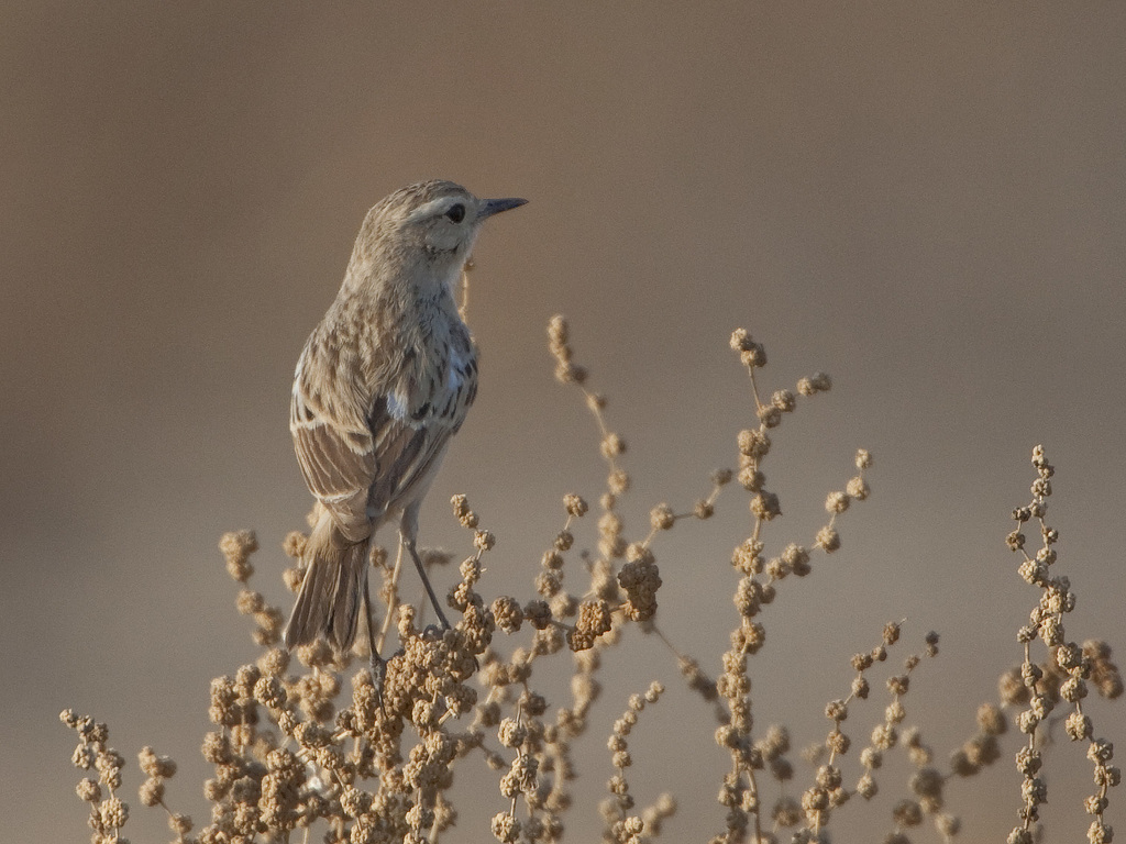 White-Browed Bushchat