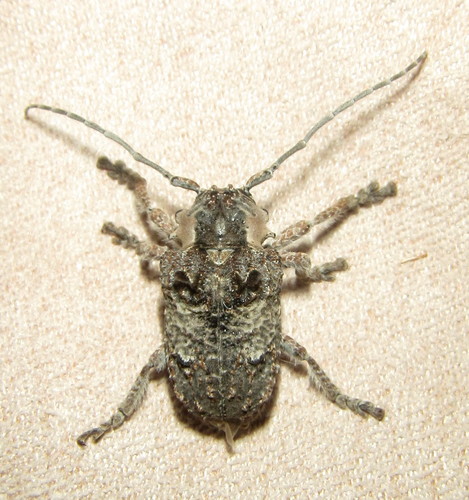 Tetradia lophoptera