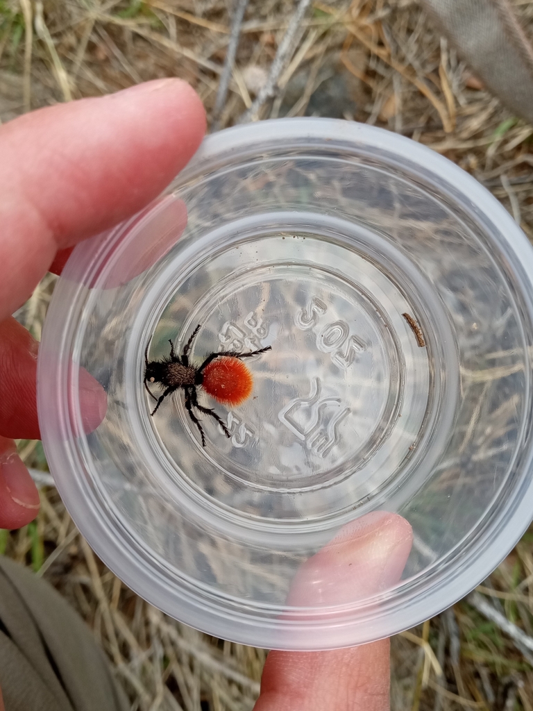 Magnificent Velvet Ant