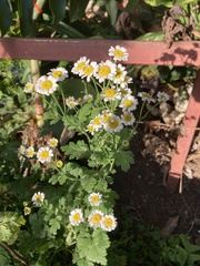 Tanacetum parthenium image