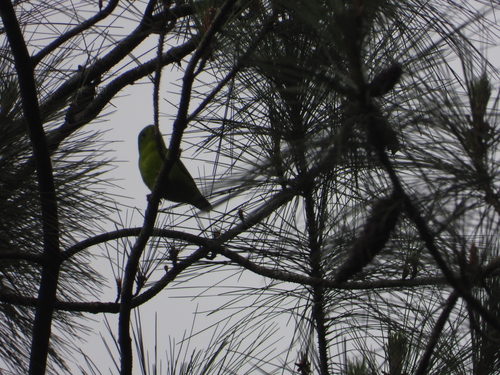Yellow-throated Hanging Parrot (Loriculus pusillus), photo 3