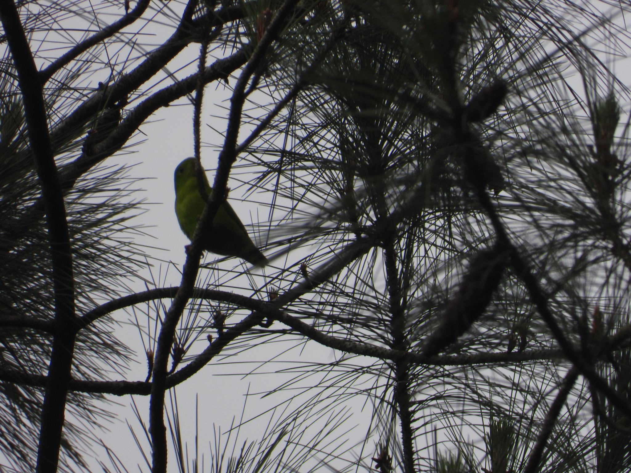 Yellow-throated Hanging Parrot (Loriculus pusillus), photo 3