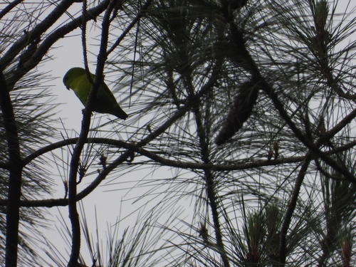 Yellow-throated Hanging Parrot (Loriculus pusillus), photo 9