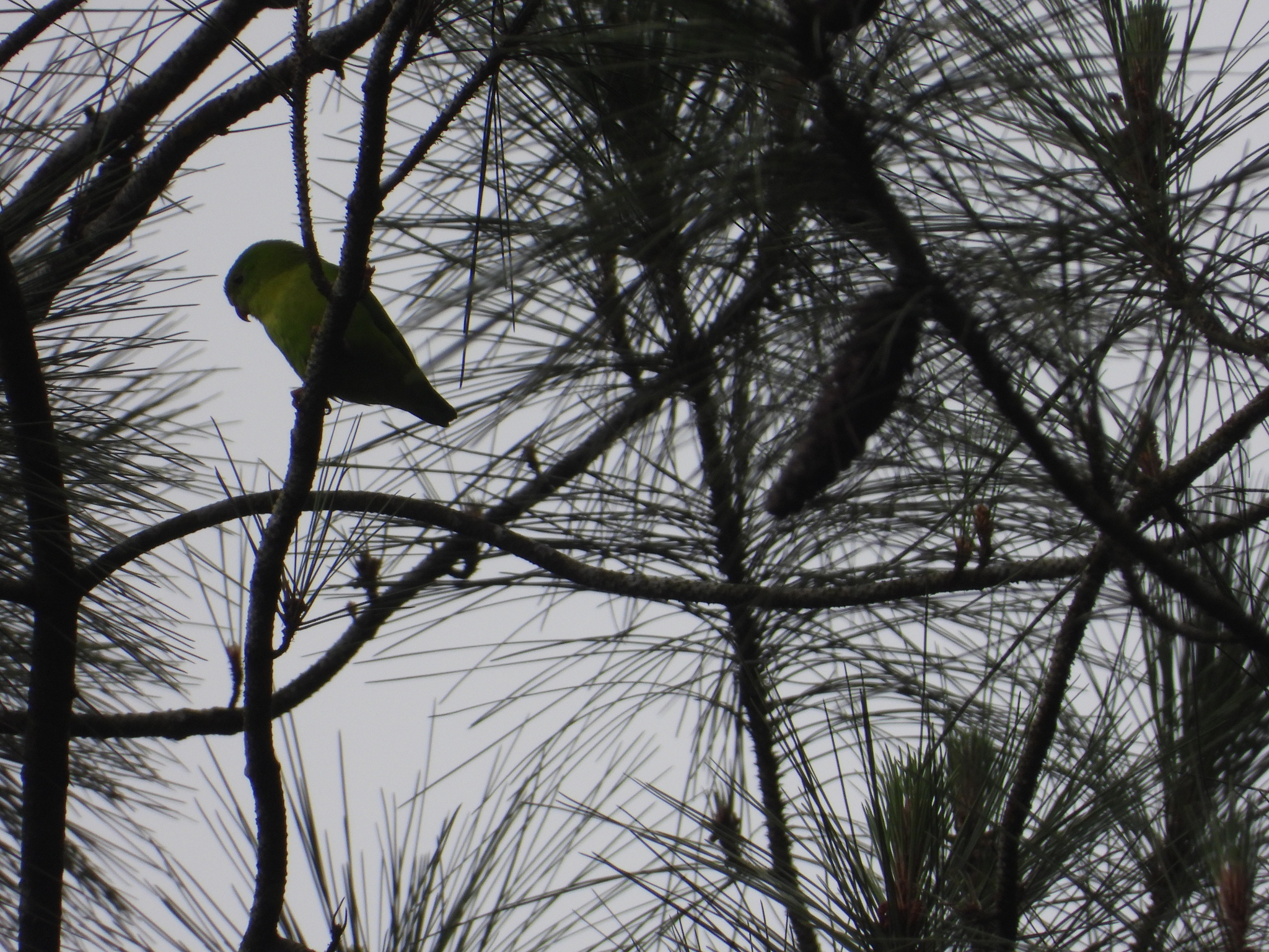 Yellow-throated Hanging Parrot (Loriculus pusillus), photo 2