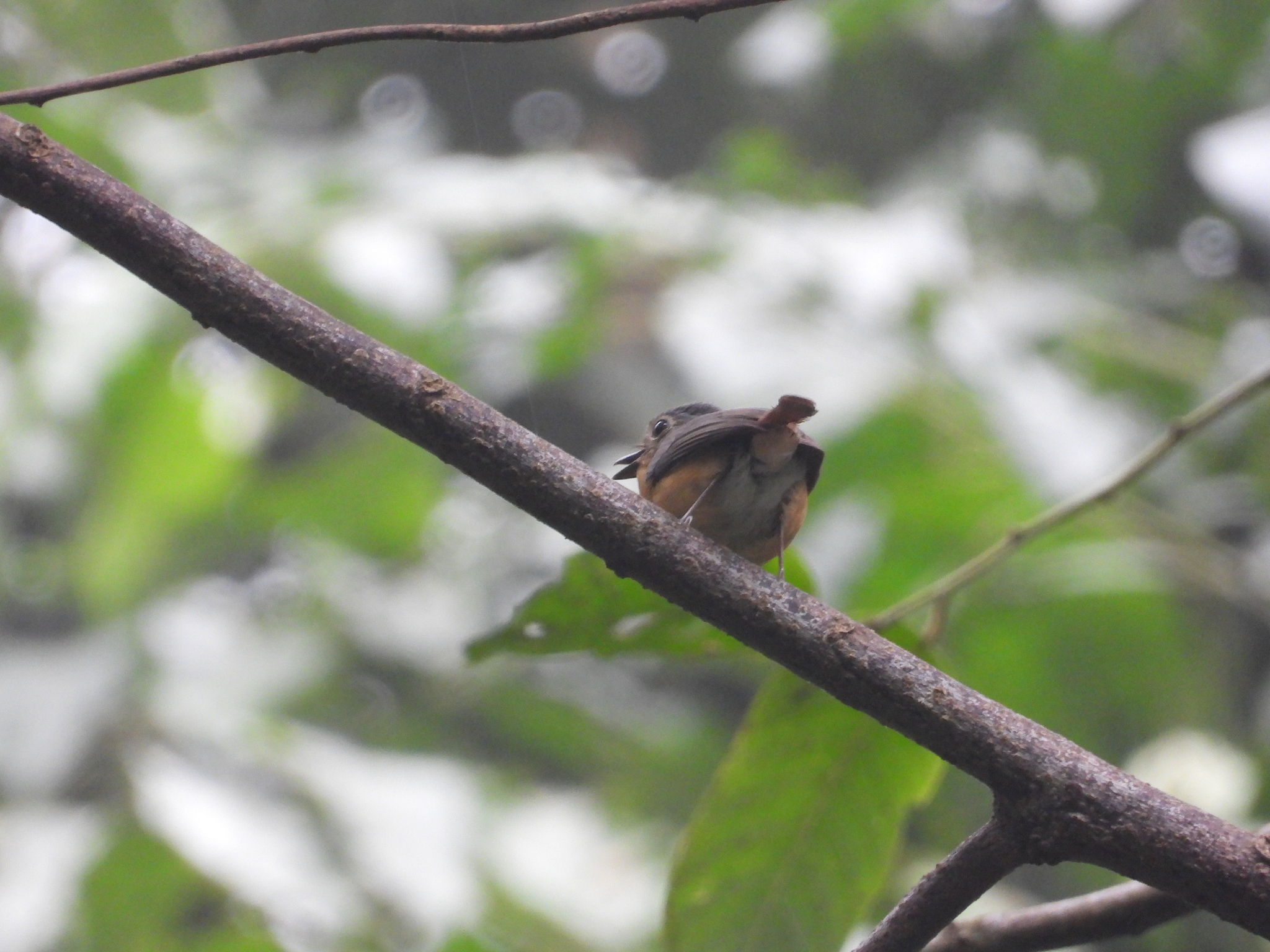 Javan Blue Flycatcher