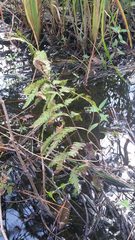 Anchistea virginica image