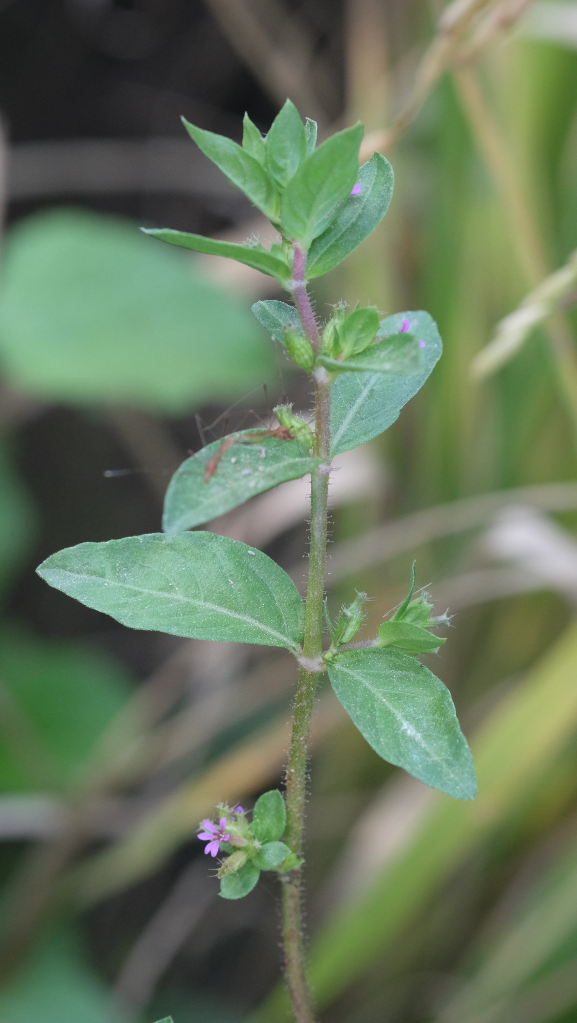 Cuphea carthagenensis